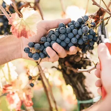 Relais Roncolo 1888 - Small Luxury Of The World *